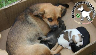 állatmenhely kutya cica tappancsa megóvása adóbevalláskor 1 százalék állatotthon fenntartására